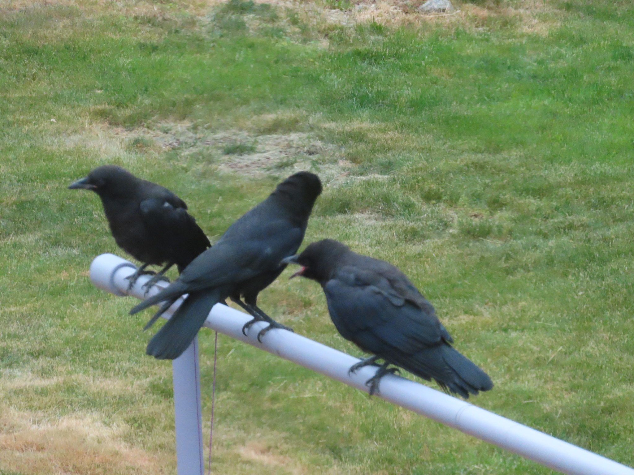 Crow perched on a fence post
