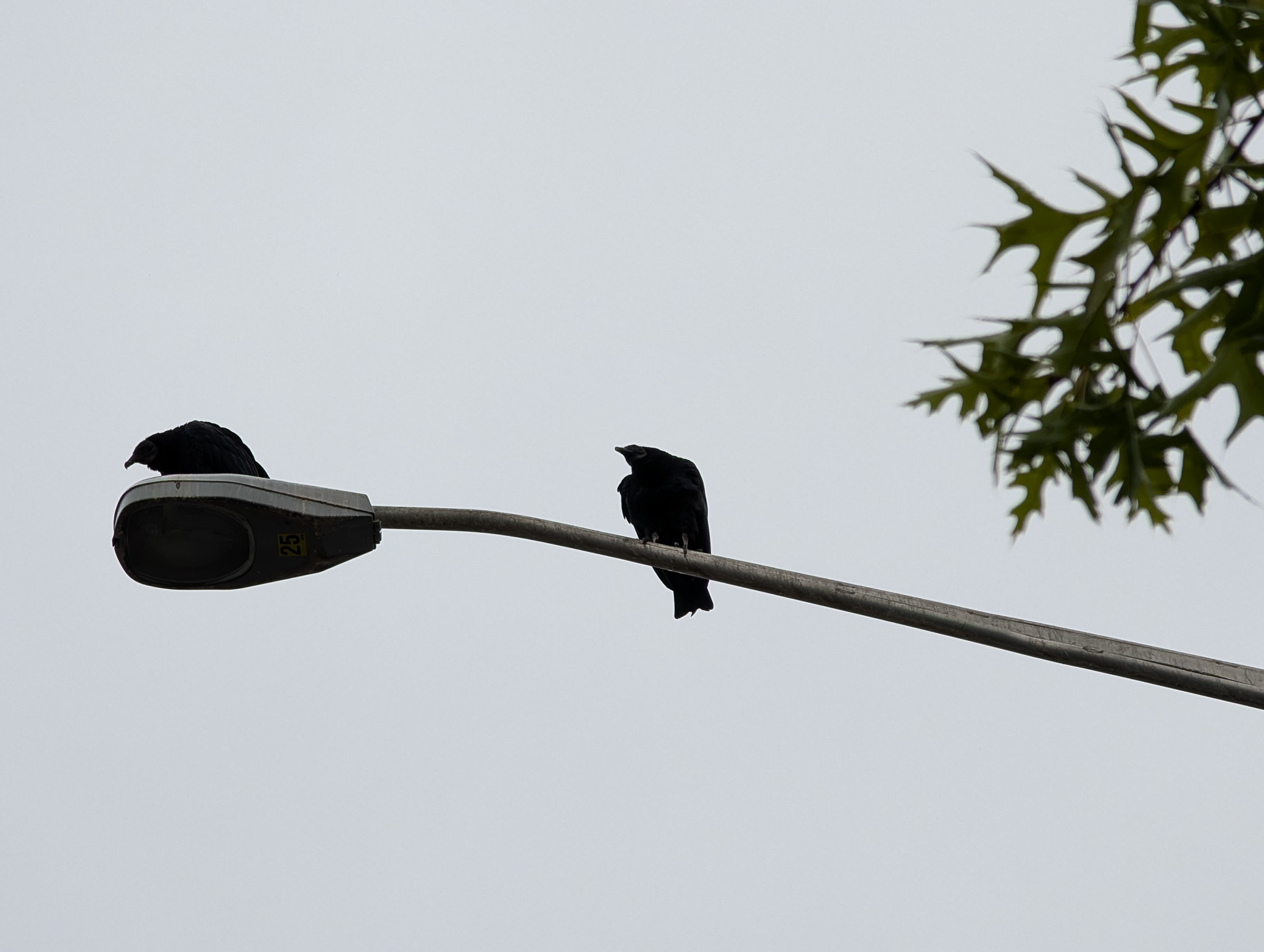 Crow foraging in a grassy park