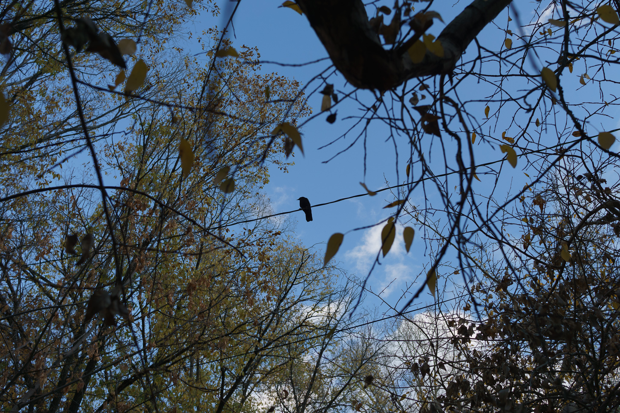 Crow perched in a tree