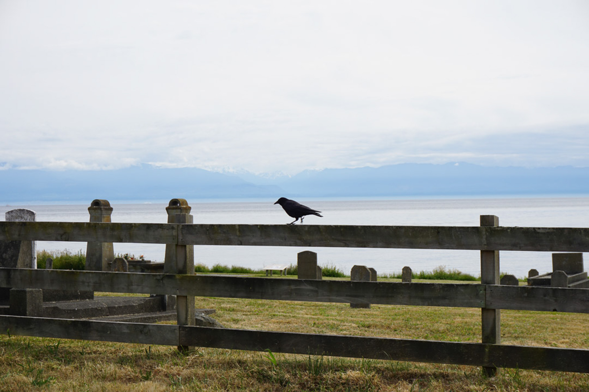 Crow silhouetted at dusk