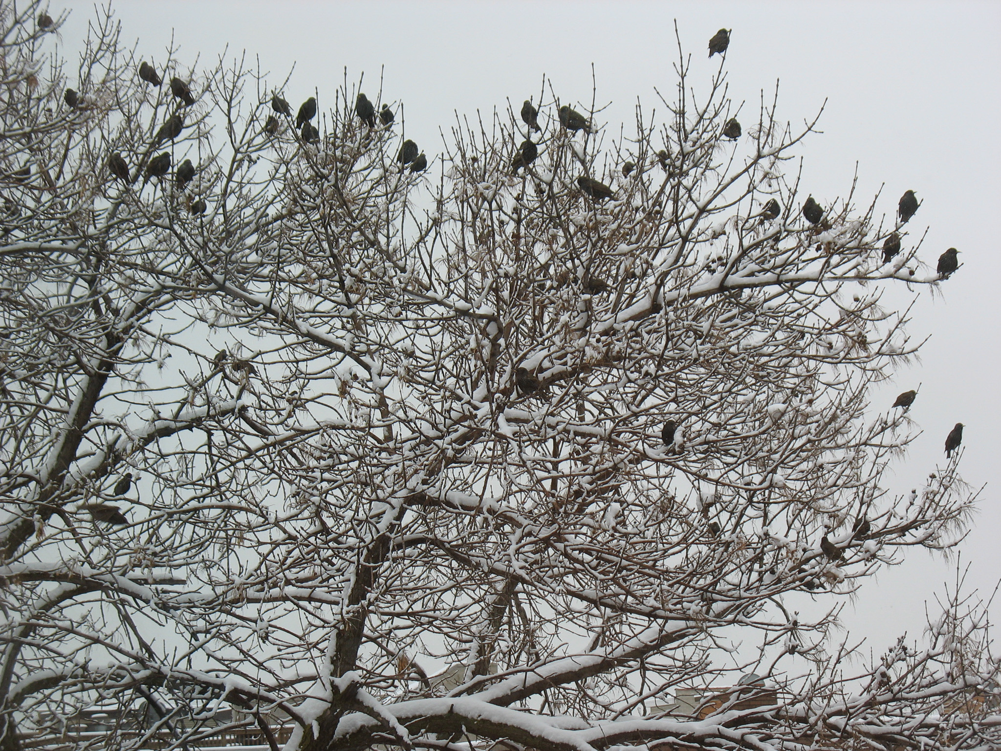 Dozens of crows roosting in a bare, snow-covered tree